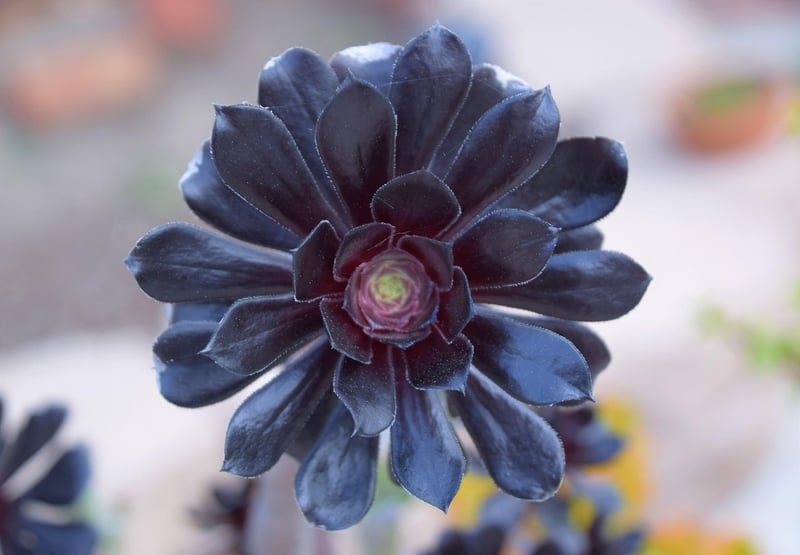 Magical Botany