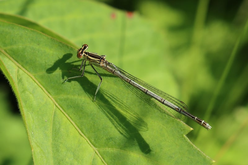 Dragonfly Stepping Stones